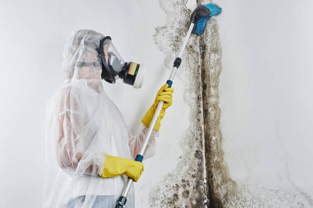 Certified Mold Removal in Waldron, AR