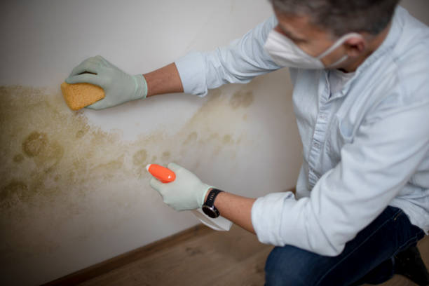 Best Local Mold Removal Service  in Waldron, AR