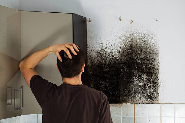 Professional Mold Removal in Waldron, AR