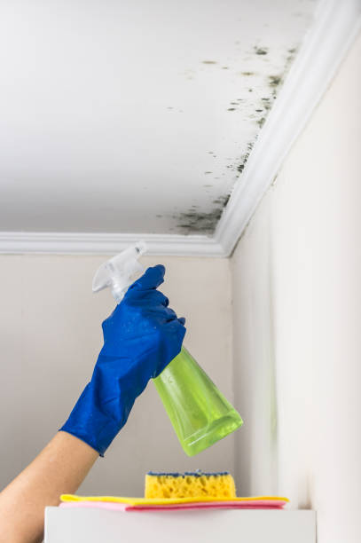 Best Fast Mold Removal  in Waldron, AR