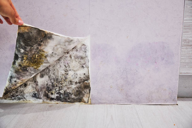 Best Black Mold Removal  in Waldron, AR